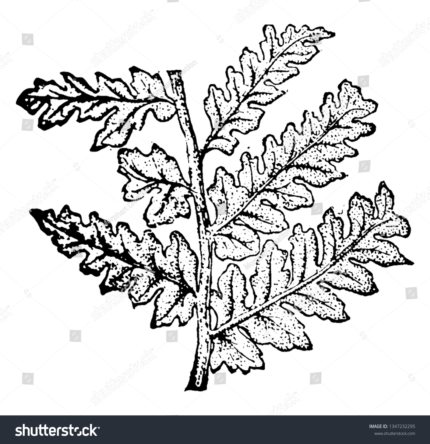 Seed Ferns Extinct Group Plants Seed Stock Vector (Royalty Free