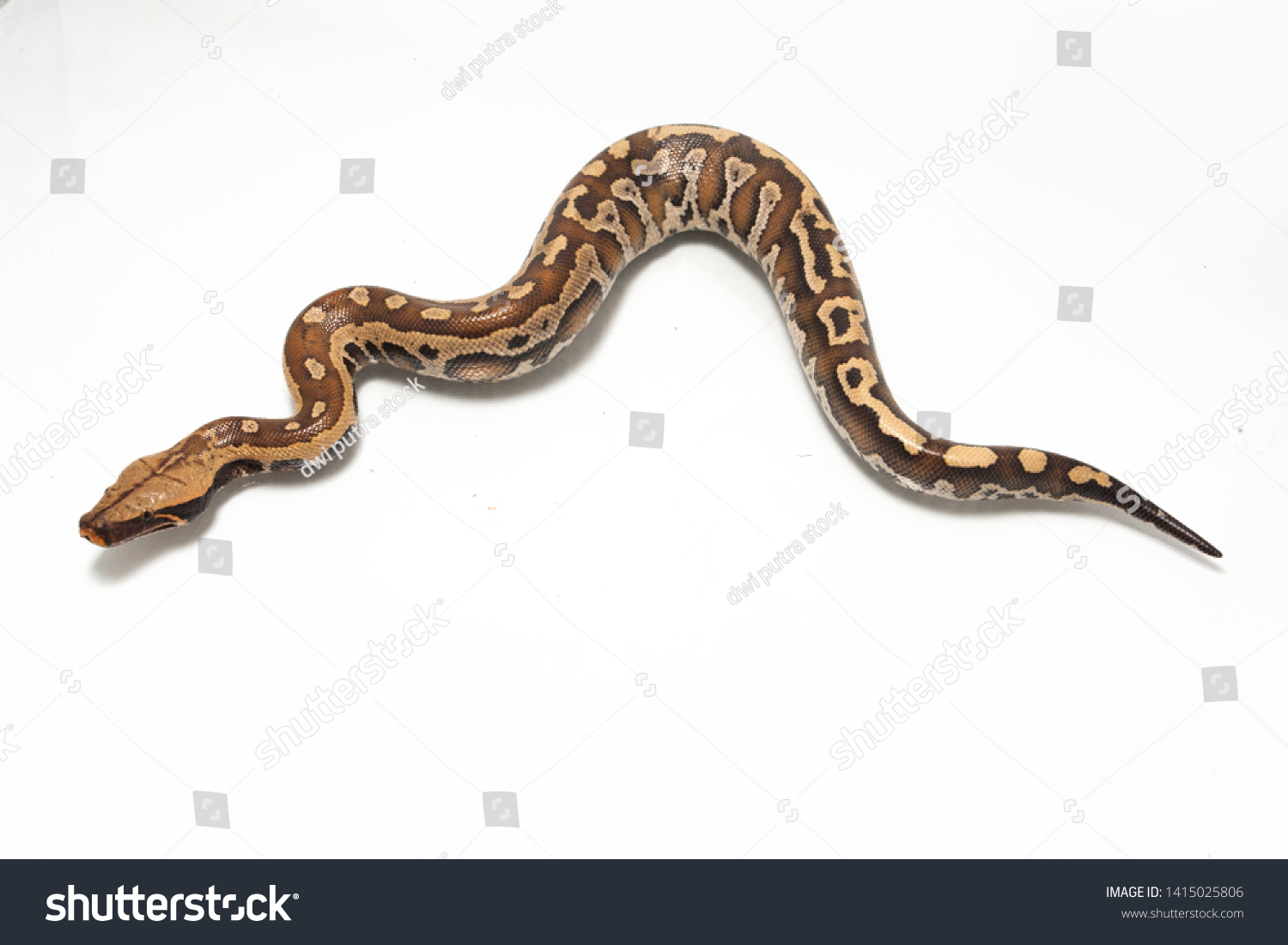 Python Snake: Over 42,251 Royalty-Free Licensable Stock Photos ...