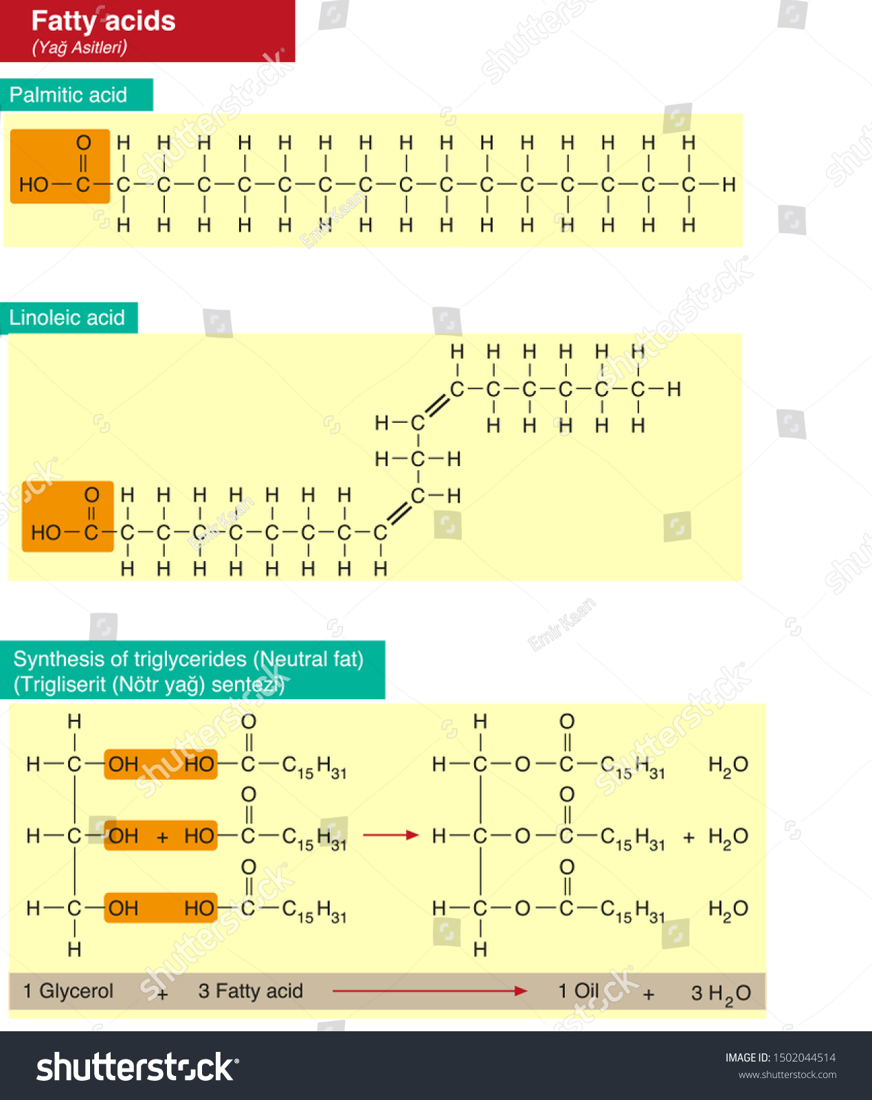 In Fatty Acid Synthesis The Starting Molecule Is Saturated Fatty Acids Examples Chemistry at William Pfeffer blog