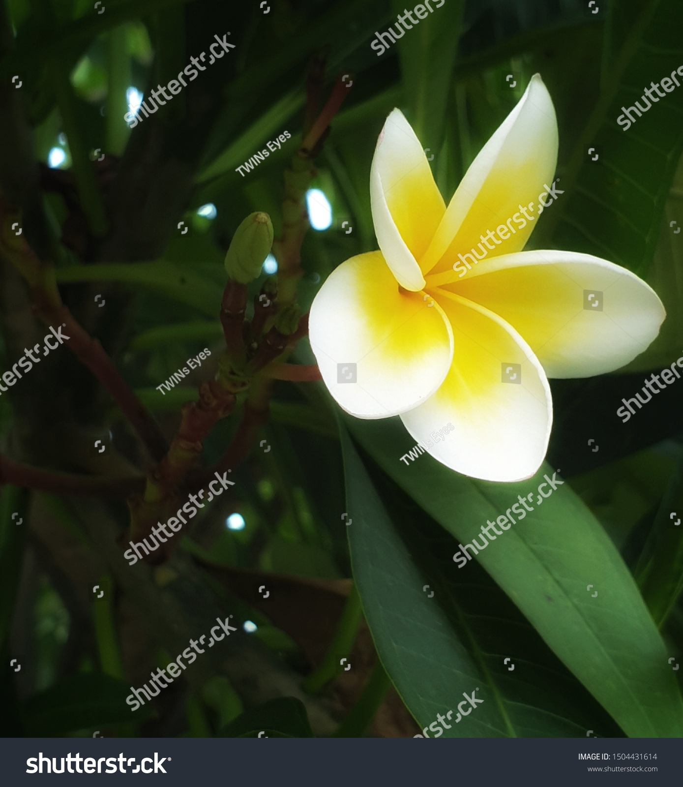 Plumeria Flower Gradient Yellow White Color Stock Photo