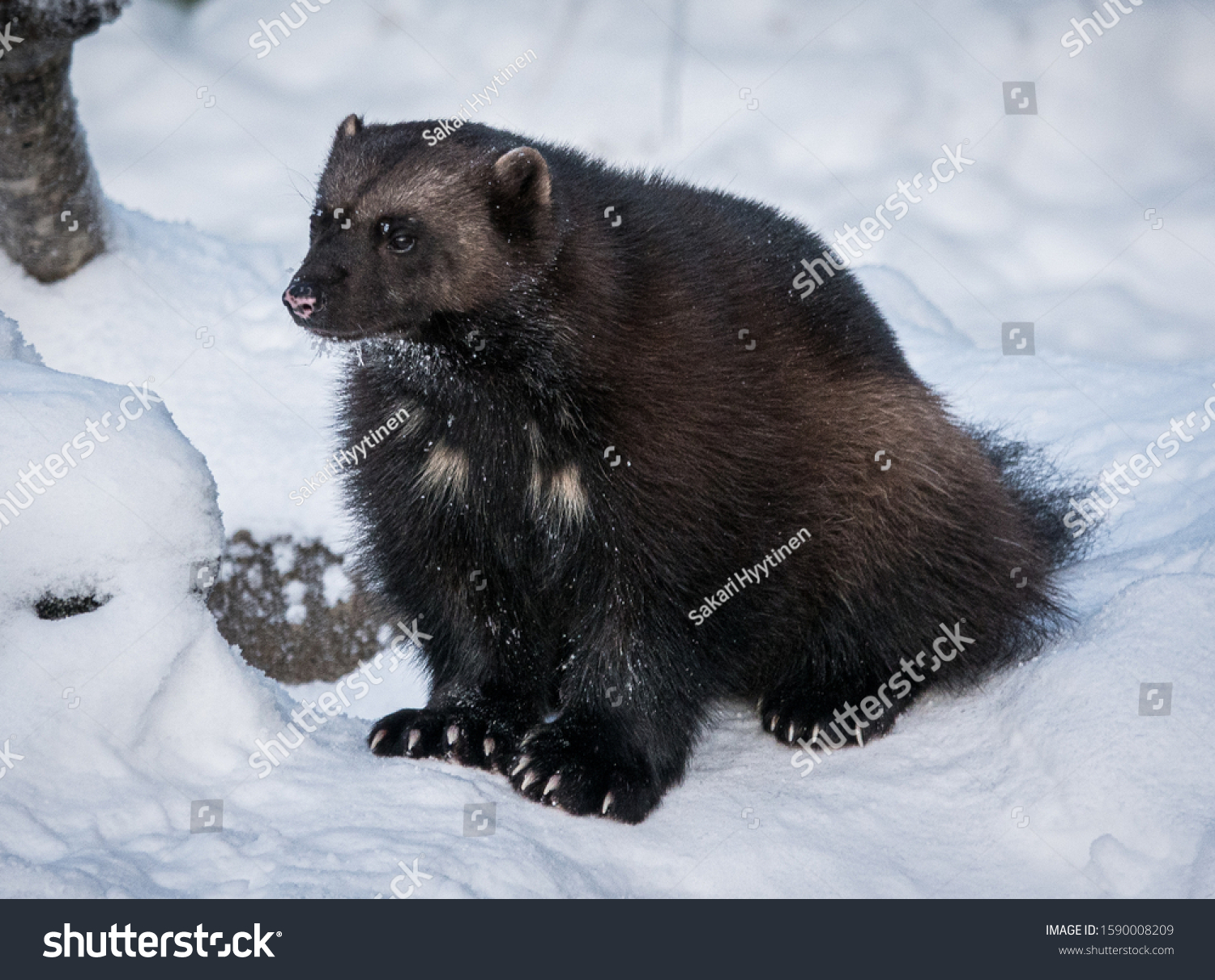 росомаха ареал. восточносибирская росомаха. лапландский заповедник куница. куница росомаха. куница росомаха.