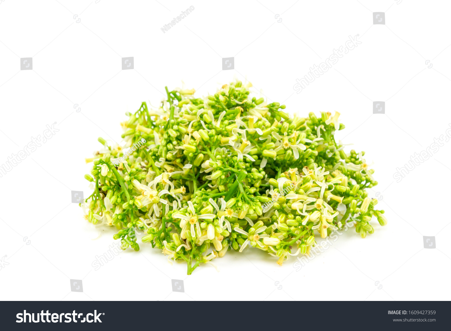 Neem Flower Isolated On White Background Stock Photo 1609427359