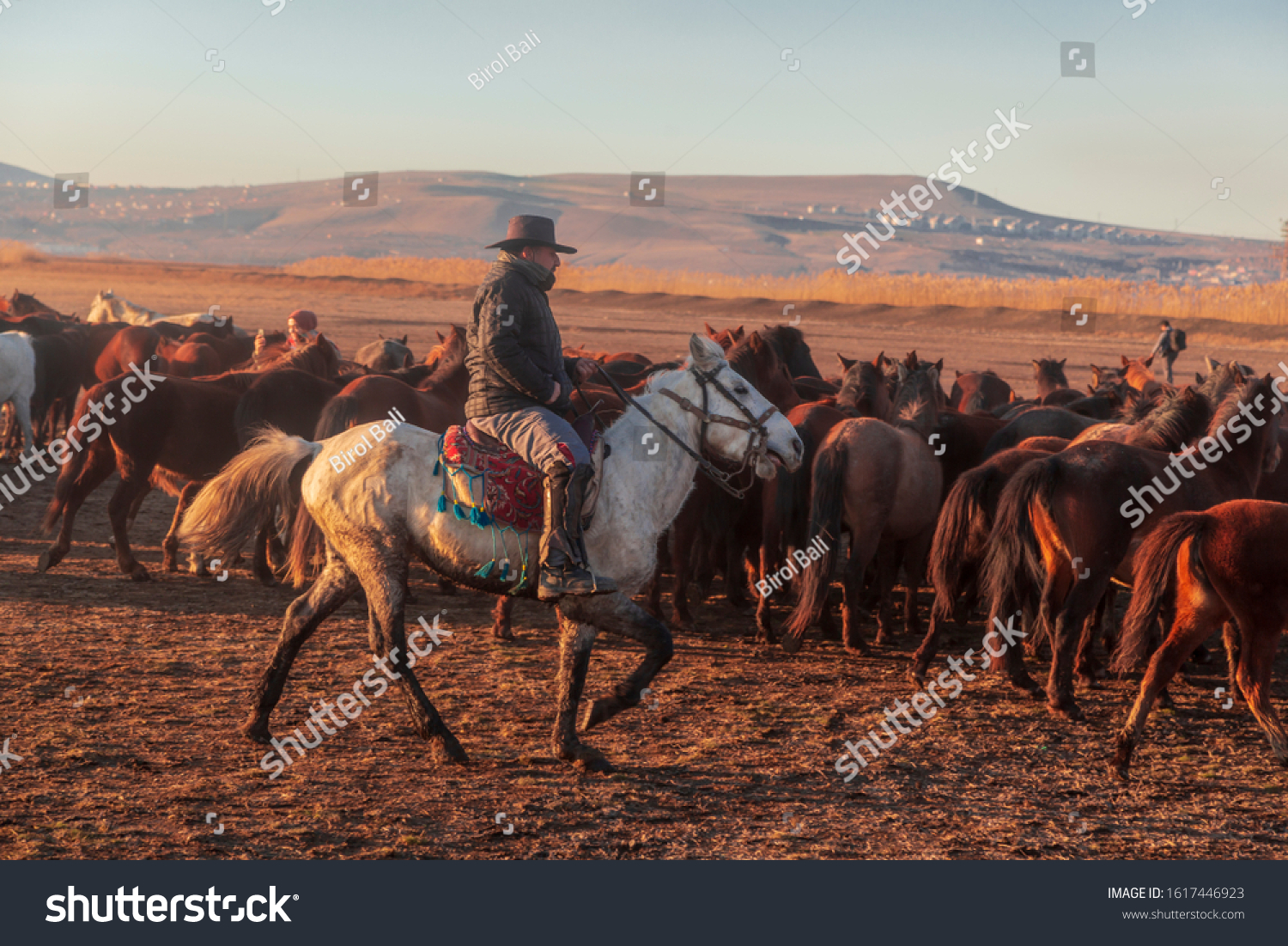 dusty-horse-over-4-551-royalty-free-licensable-stock-photos-shutterstock