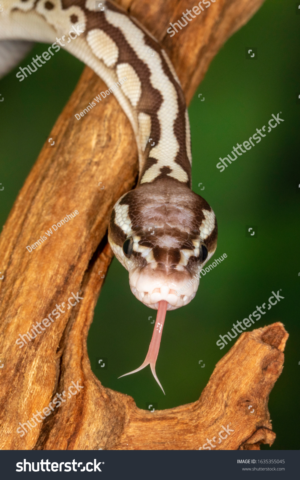 Young Sugar Morph Ball Python Closeup Stock Photo 1635355045 | Shutterstock