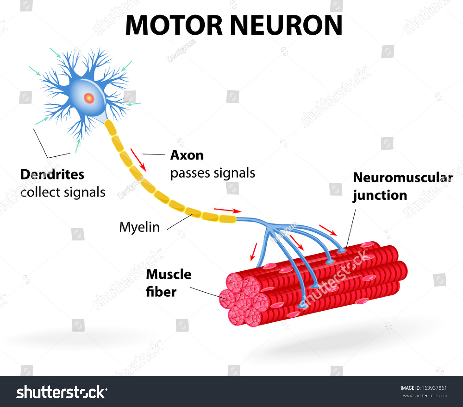 схема строения нейрона двигательный нейрон. двигатели нейроны. тип нейрона 1 двигательный 2 вставочный. мотонейрон это в физиологии. двигатели нейроны.
