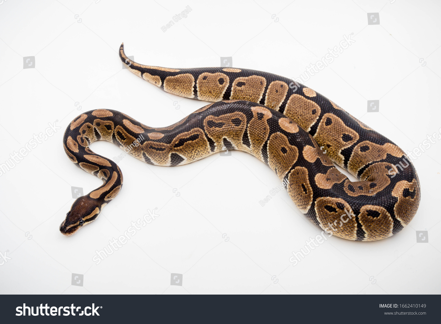 Royalball Python Python Regius Isolated On Stock Photo 1662410149 ...