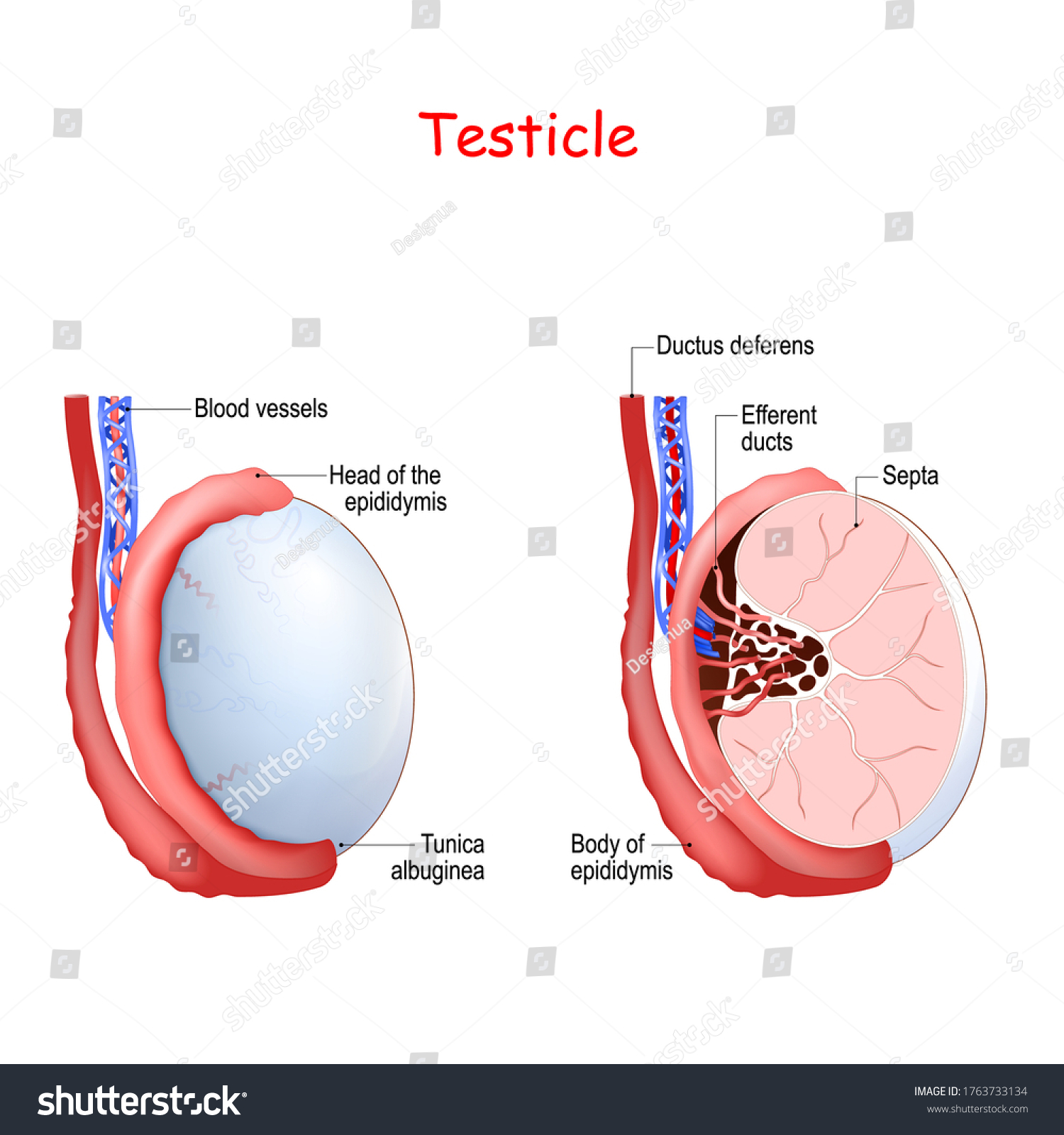 Human Testicle Dissection human-testicle-dissection
