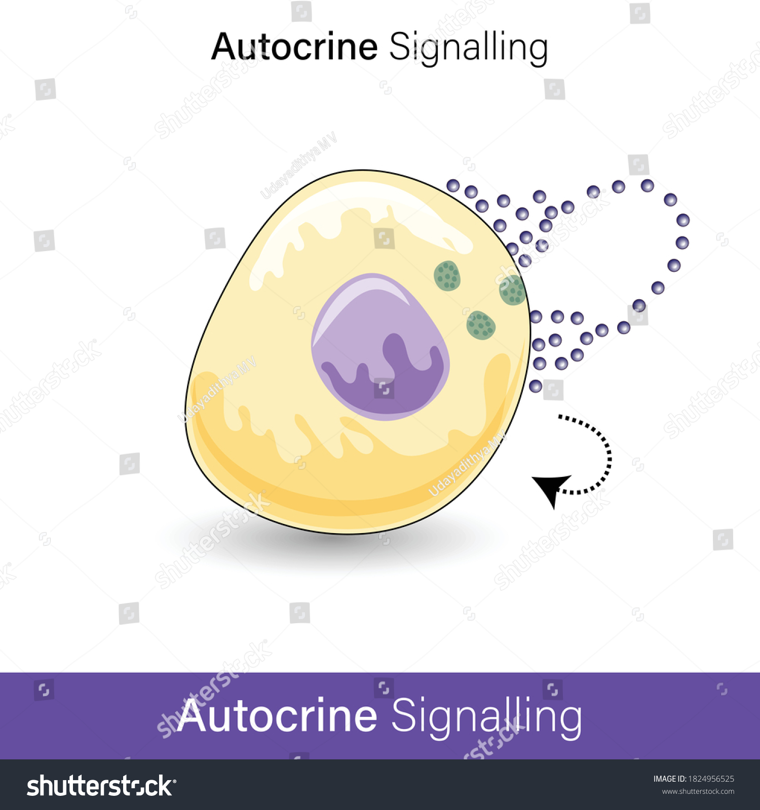 Autocrine Cell Signaling By Hormone Molecules Stock Vector (Royalty