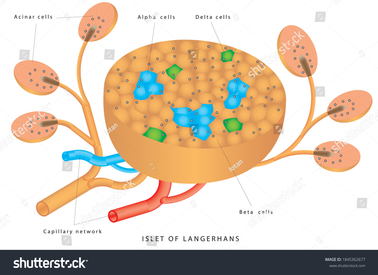 206 Islets Of Langerhans Images, Stock Photos & Vectors Shutterstock