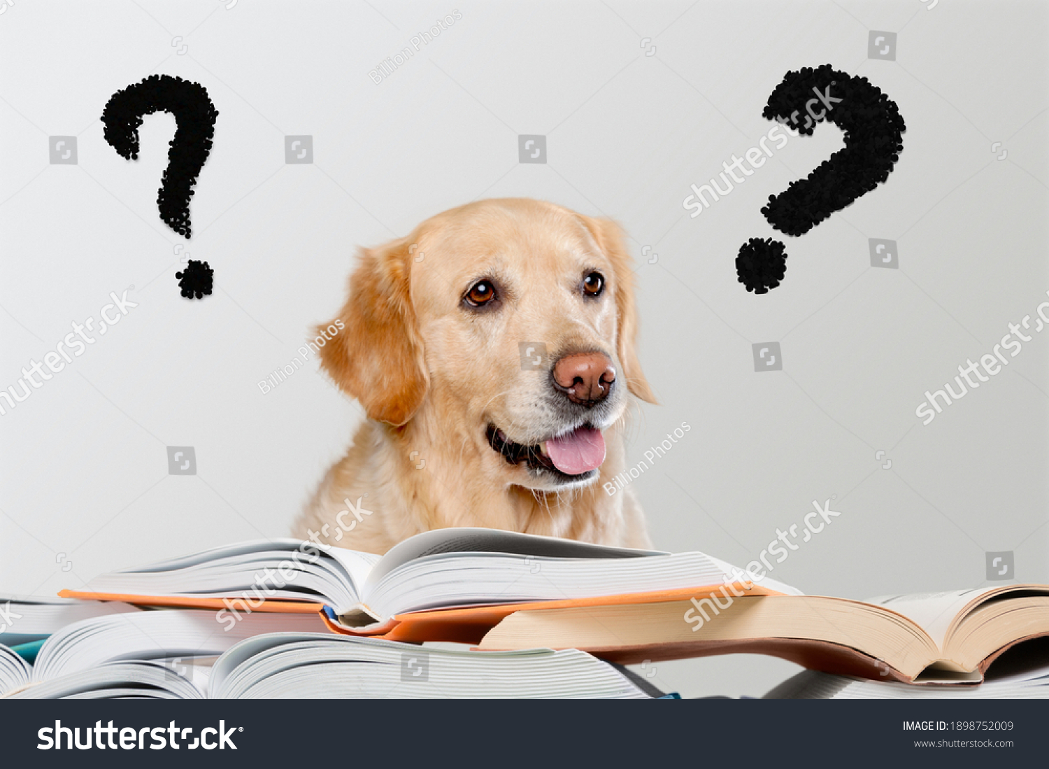 Question Mark Solving Problem Dog Finding Stock Photo 1898752009