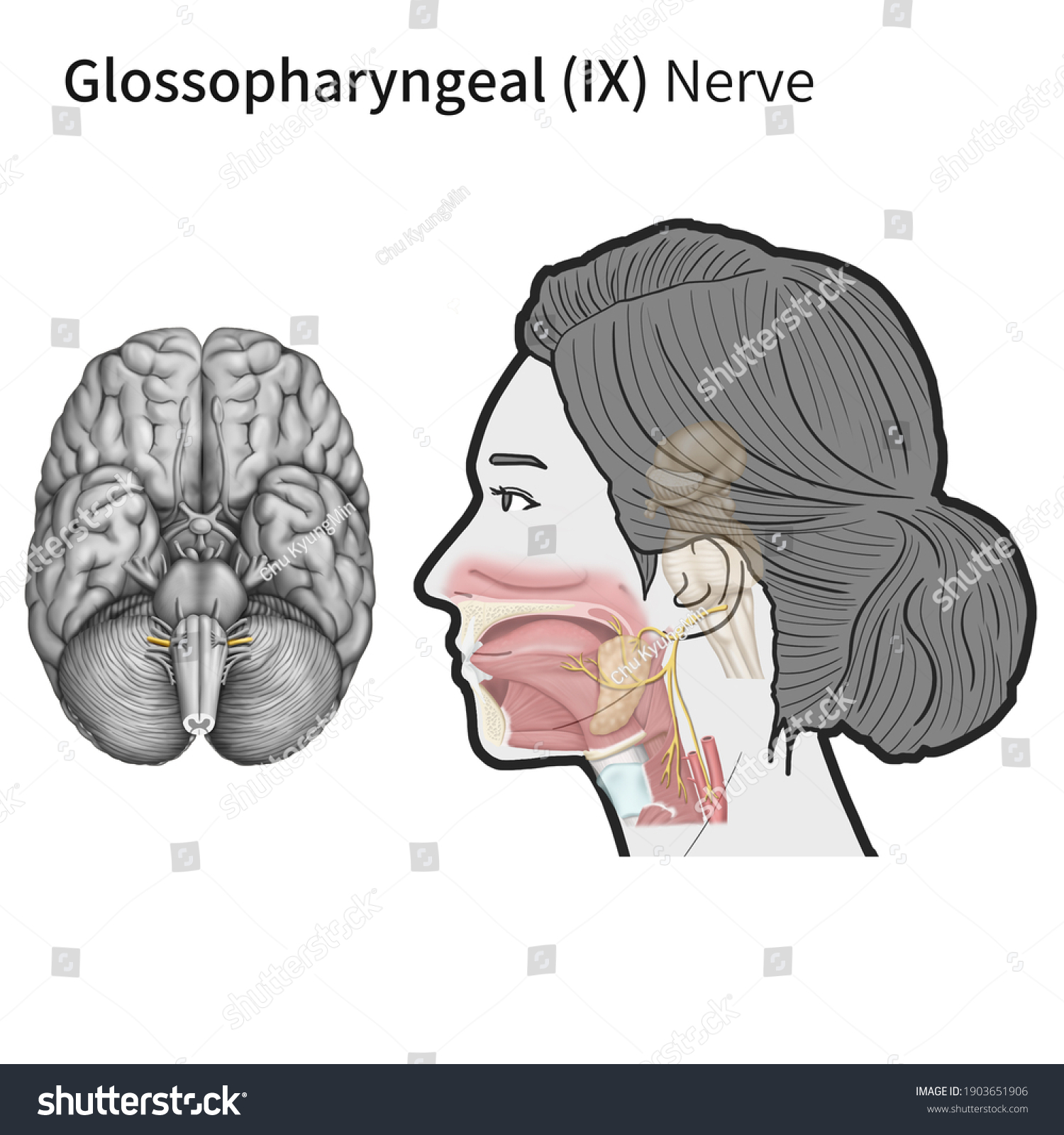 Glossopharyngeal Nerve: Cranial Nerve 9: Anatomy Function 54% OFF