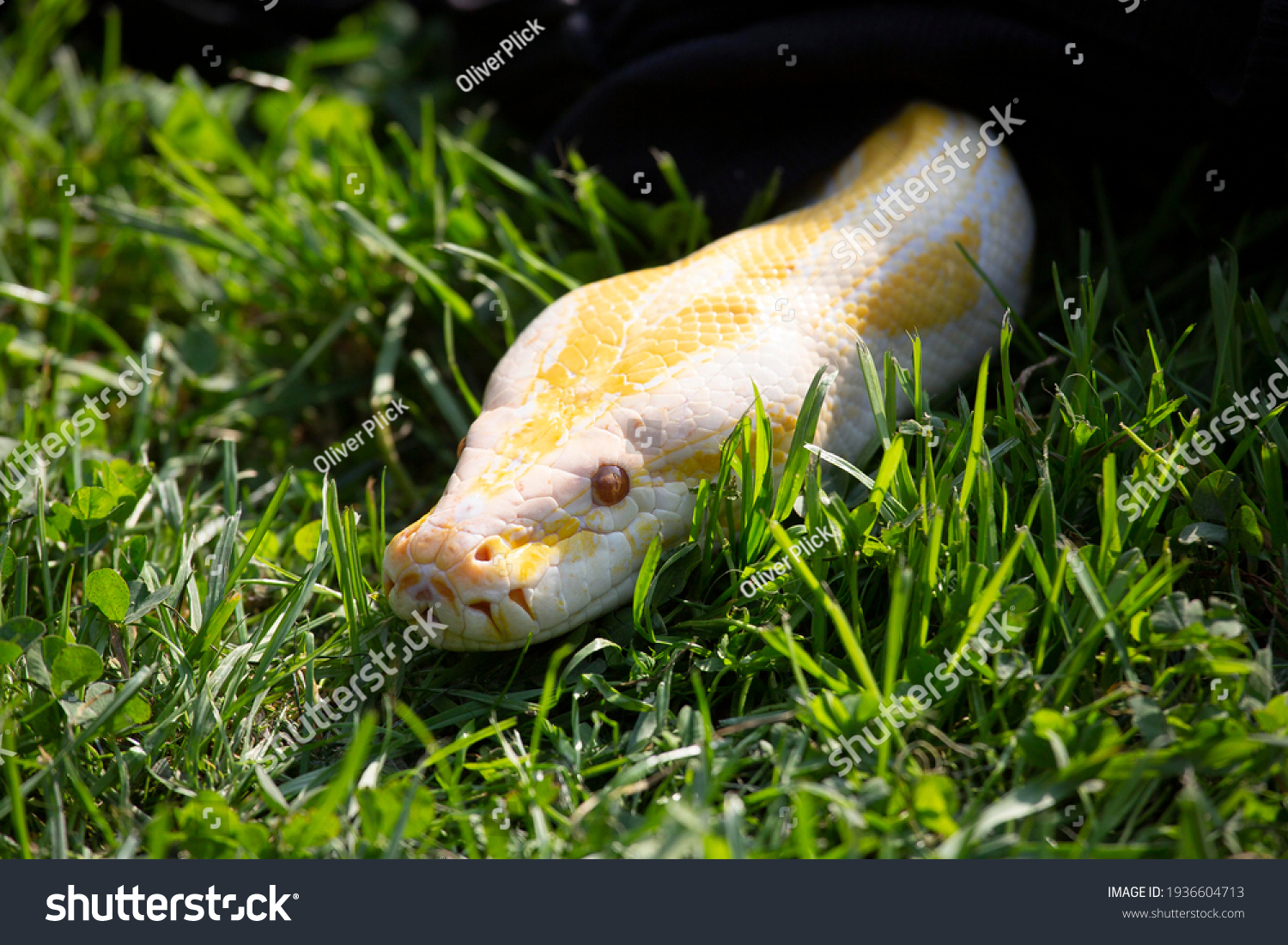 Burmese Python Walking Around Park Weimar Stock Photo 1936604713 ...