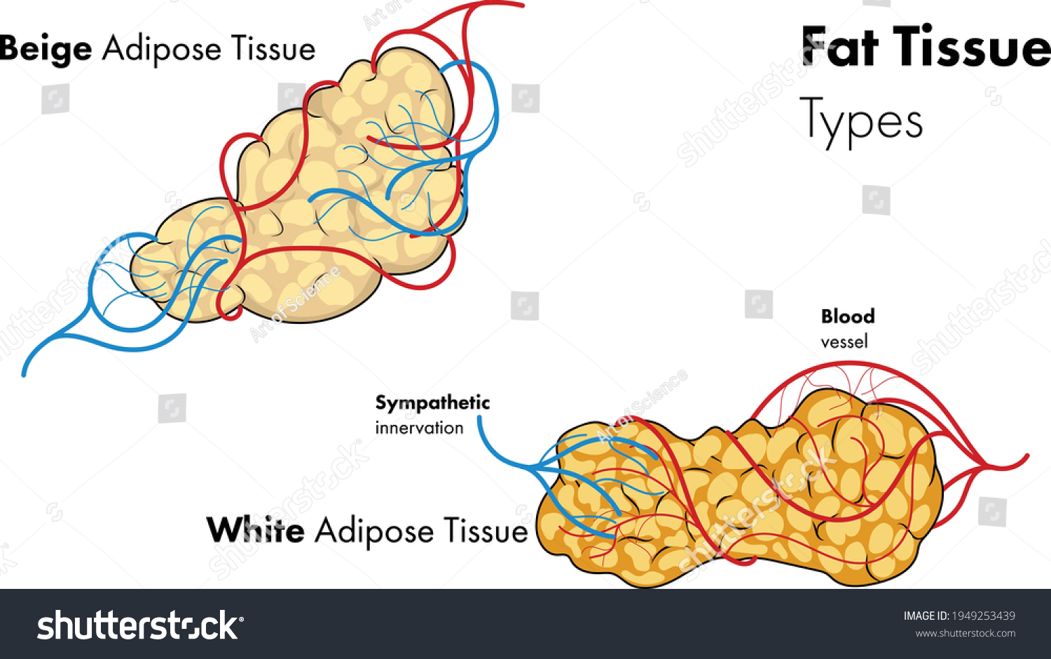 4,658 Types Tissue Images, Stock Photos & Vectors Shutterstock