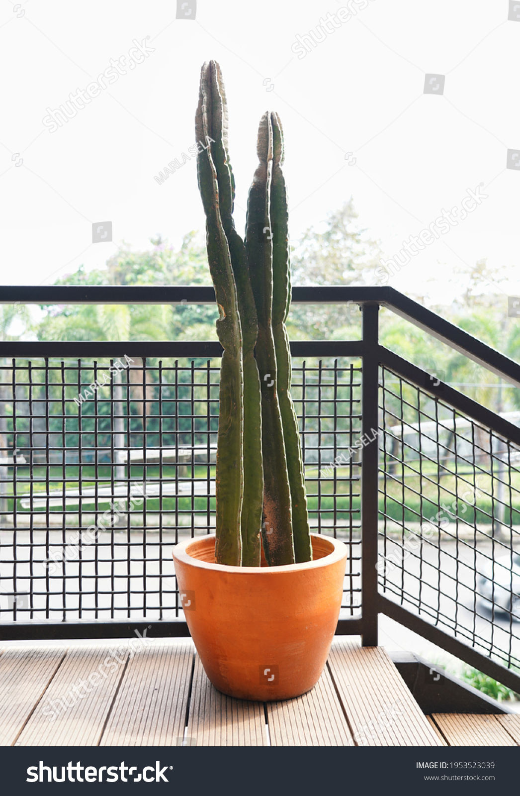 Details Euphorbia Chocolate Drop Cactus Unusual Stock Photo 1953523039