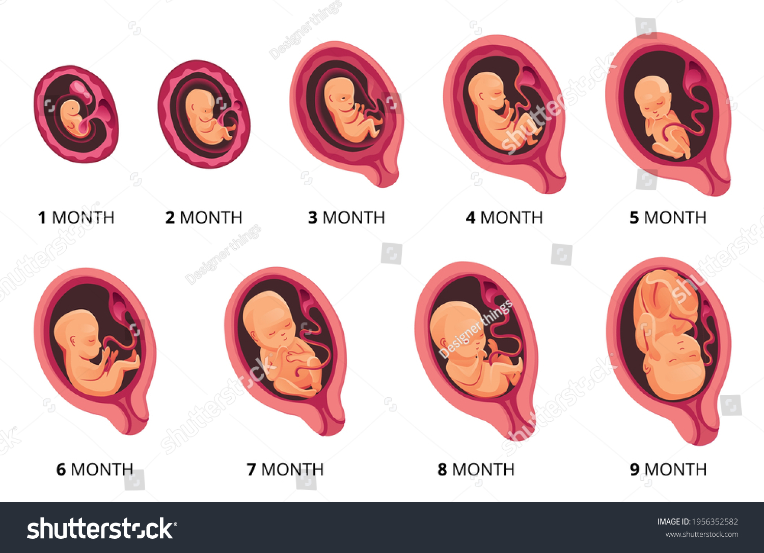 stages of baby in the womb