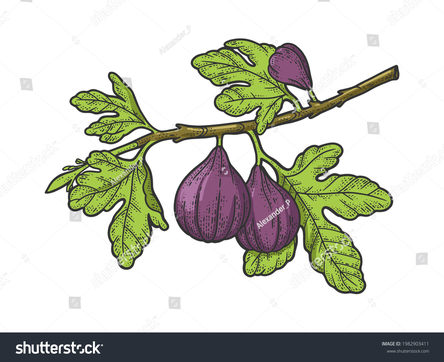 Fig Drawing