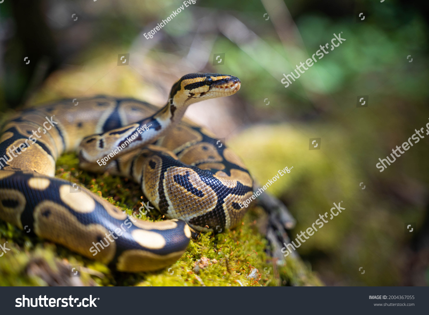 5,486 Scary Python Images, Stock Photos, 3D objects, & Vectors ...