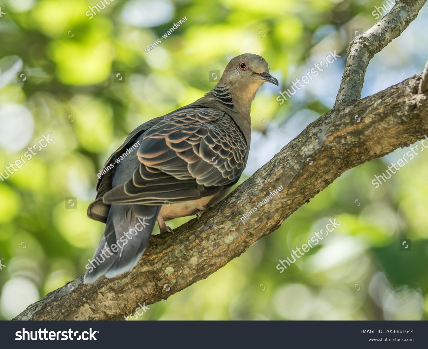 392 Turtle Looking Back Images, Stock