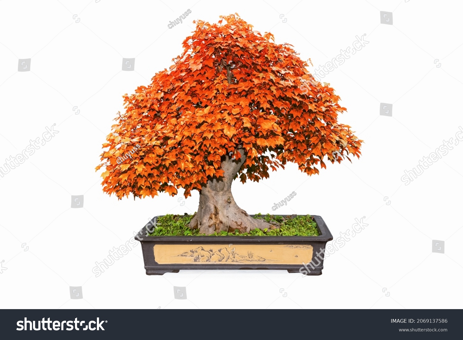 8,572 Bonsai Tree Red Images, Stock Photos & Vectors Shutterstock