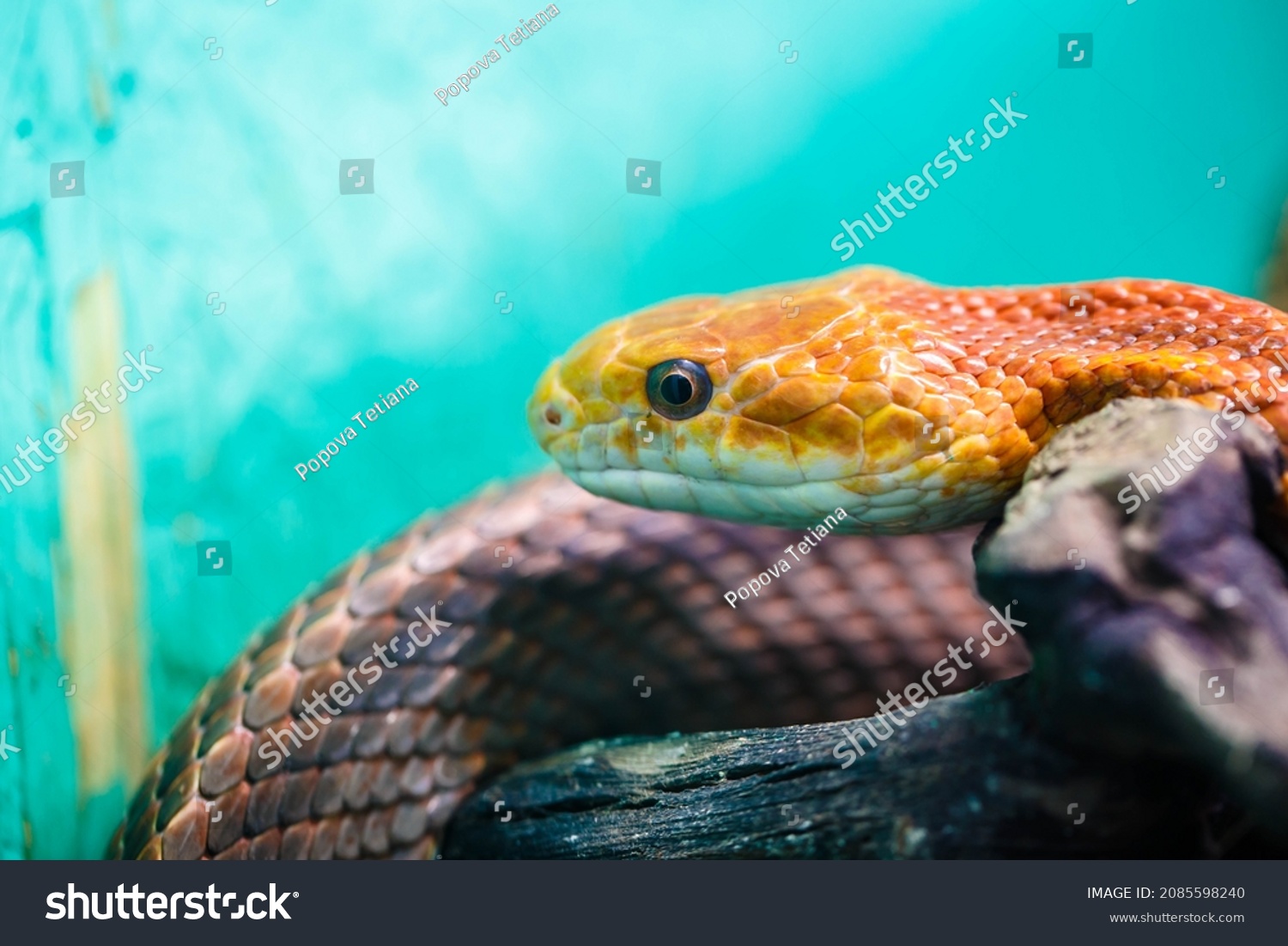 Python Snake: Over 42,251 Royalty-Free Licensable Stock Photos ...