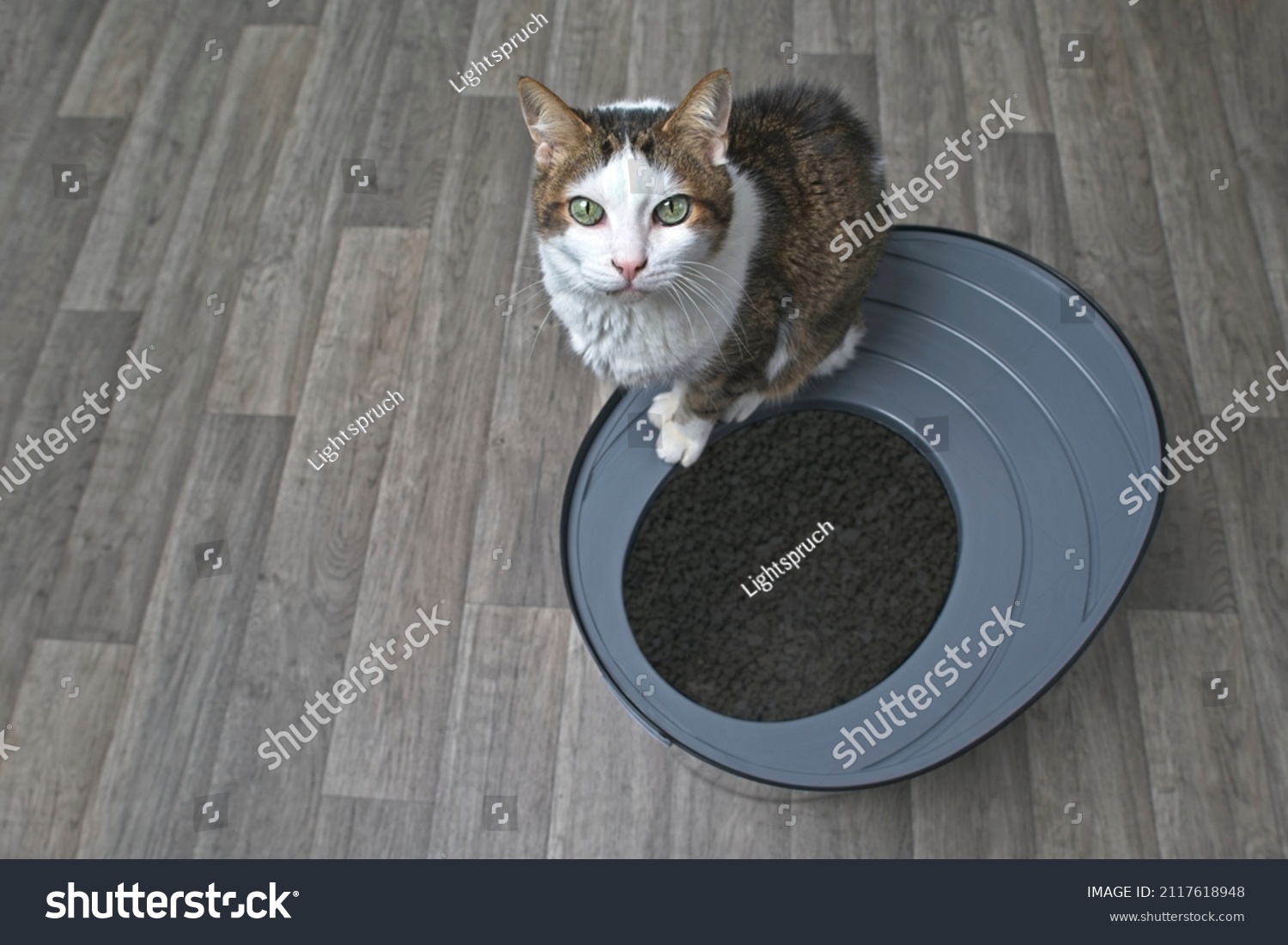 1,200 Cat Digging Litter Box Images, Stock Photos & Vectors Shutterstock