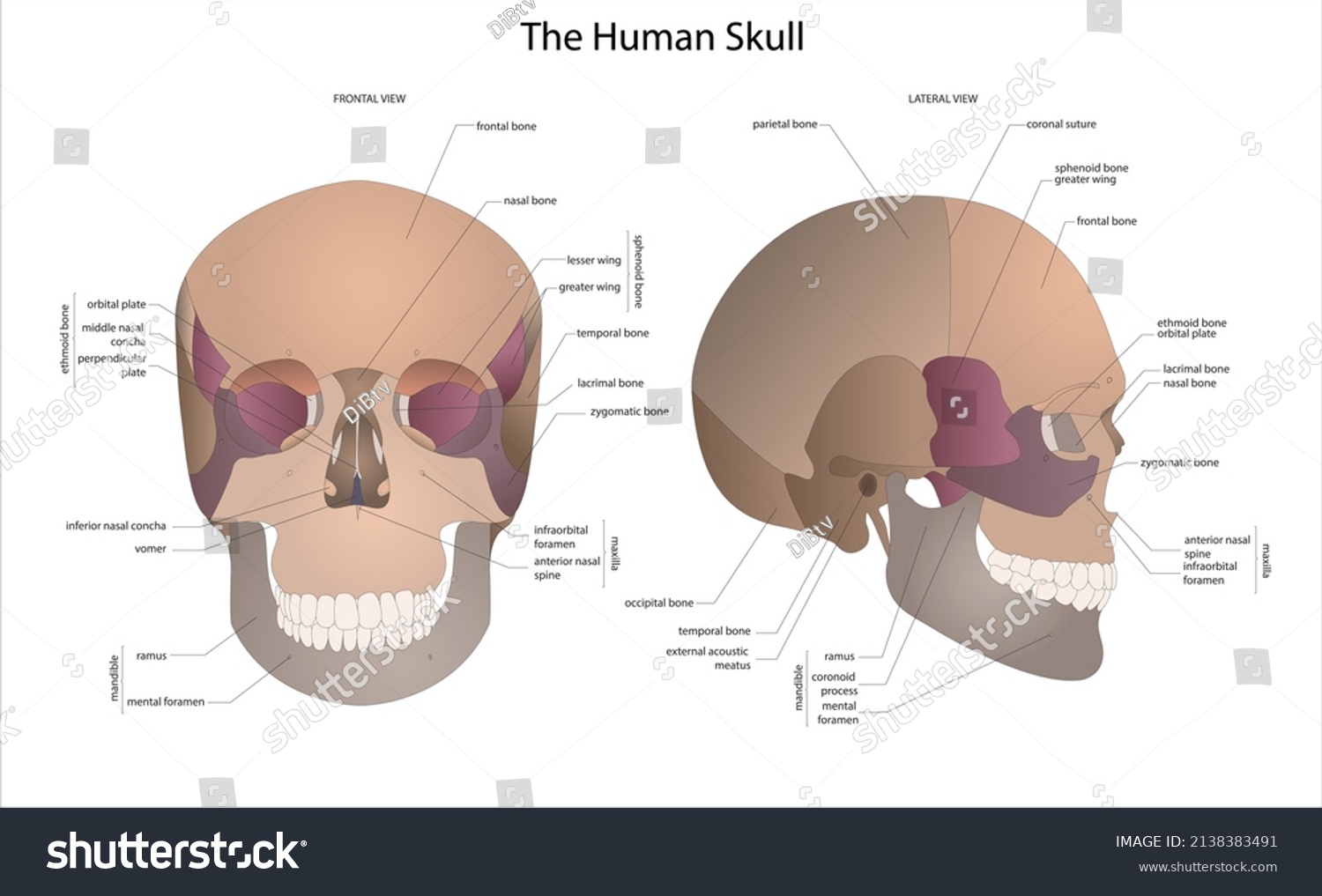 頭蓋と顔面頭蓋のマニピュレーションテクニック図説 頭蓋と顔面頭蓋のマニピュレーションテクニック図説 | Alain