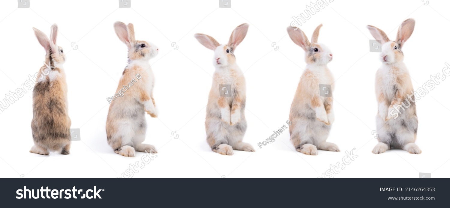 White Rabbits Over 291,895 RoyaltyFree Licensable Stock Photos
