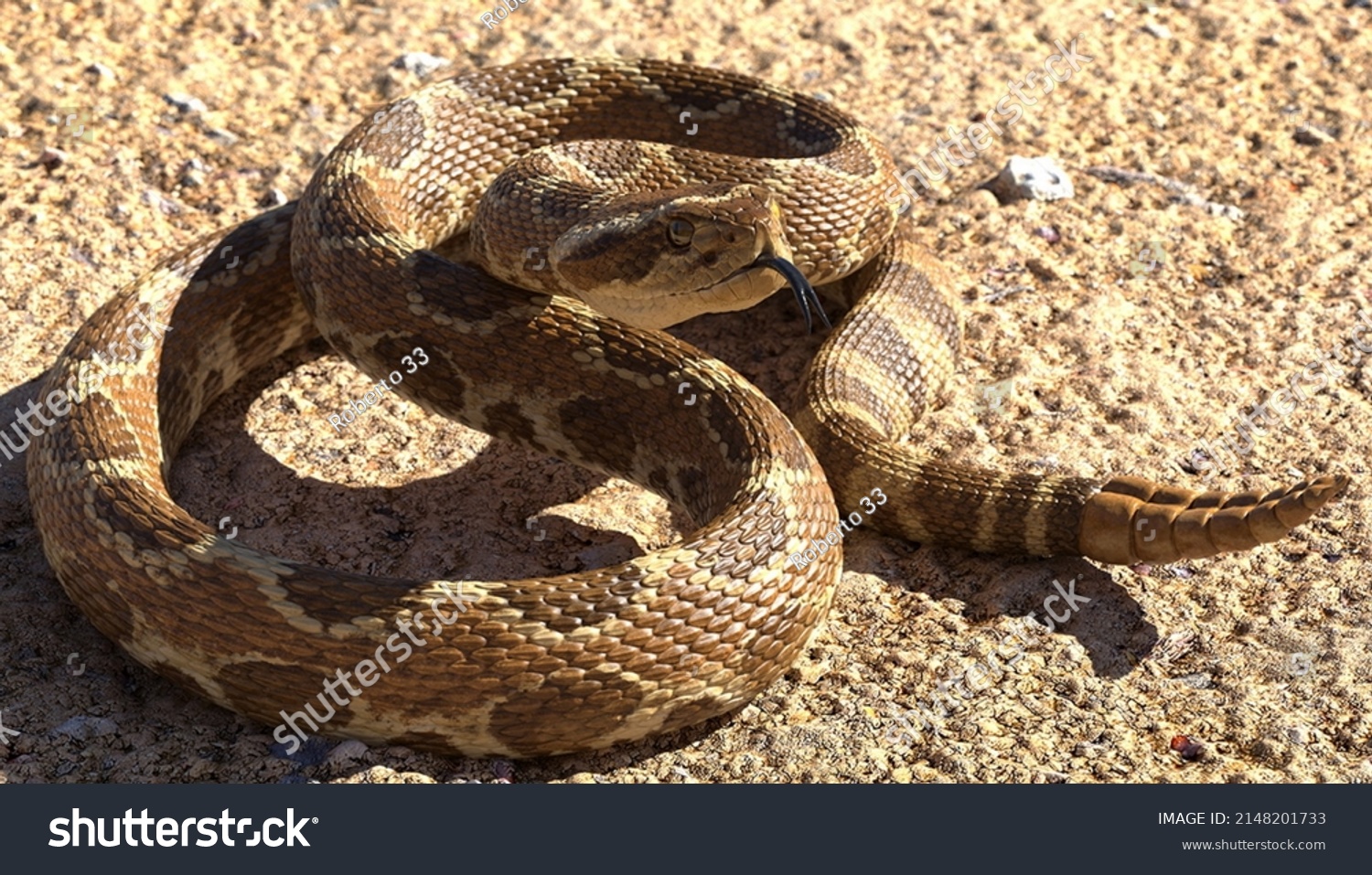 Rattlesnake Venom Over 6,091 RoyaltyFree Licensable Stock Photos