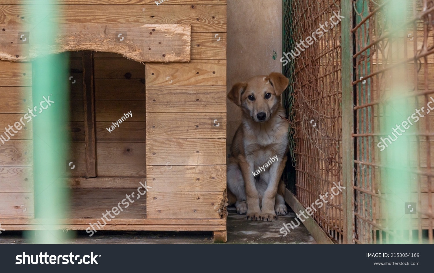90 Dog Through Net Images, Stock Photos & Vectors Shutterstock