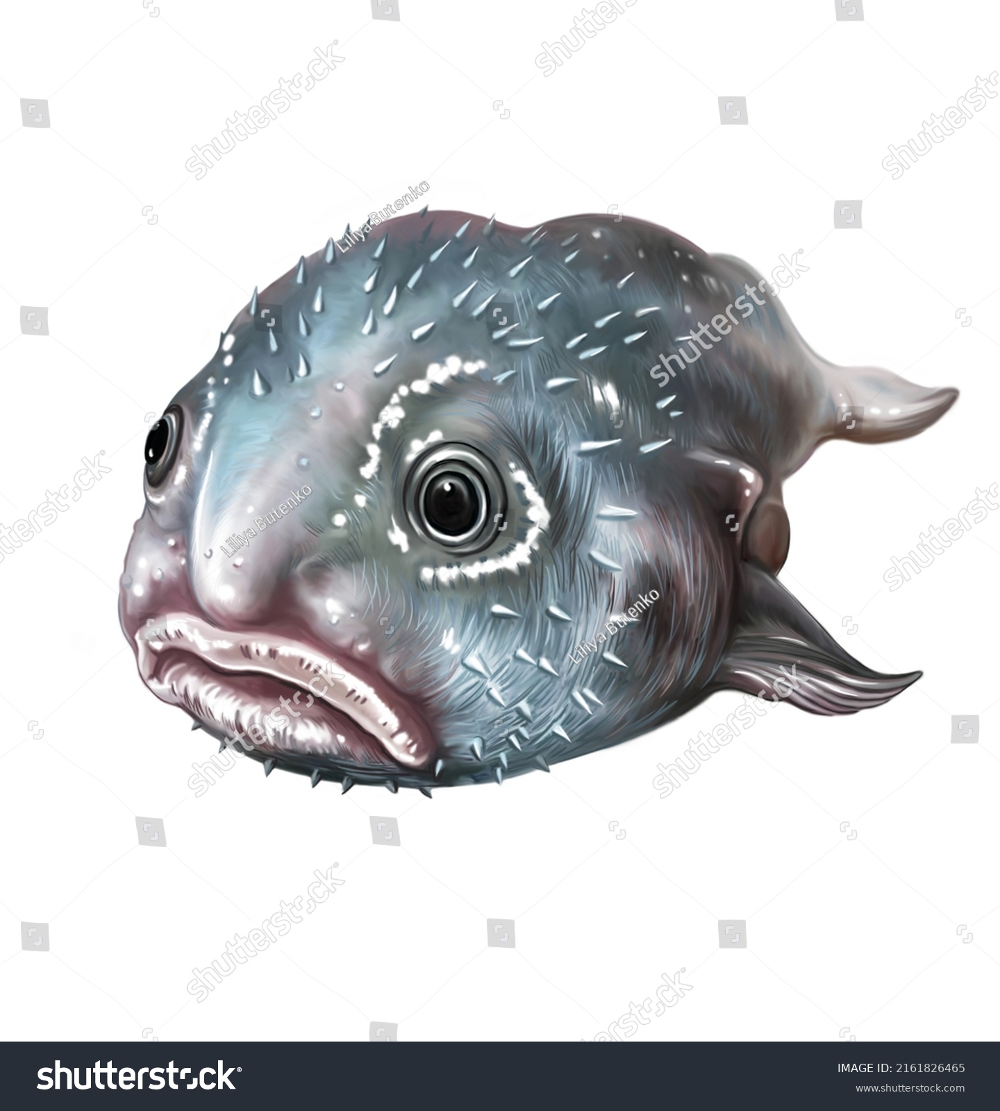 The Ugliest Fish In The World