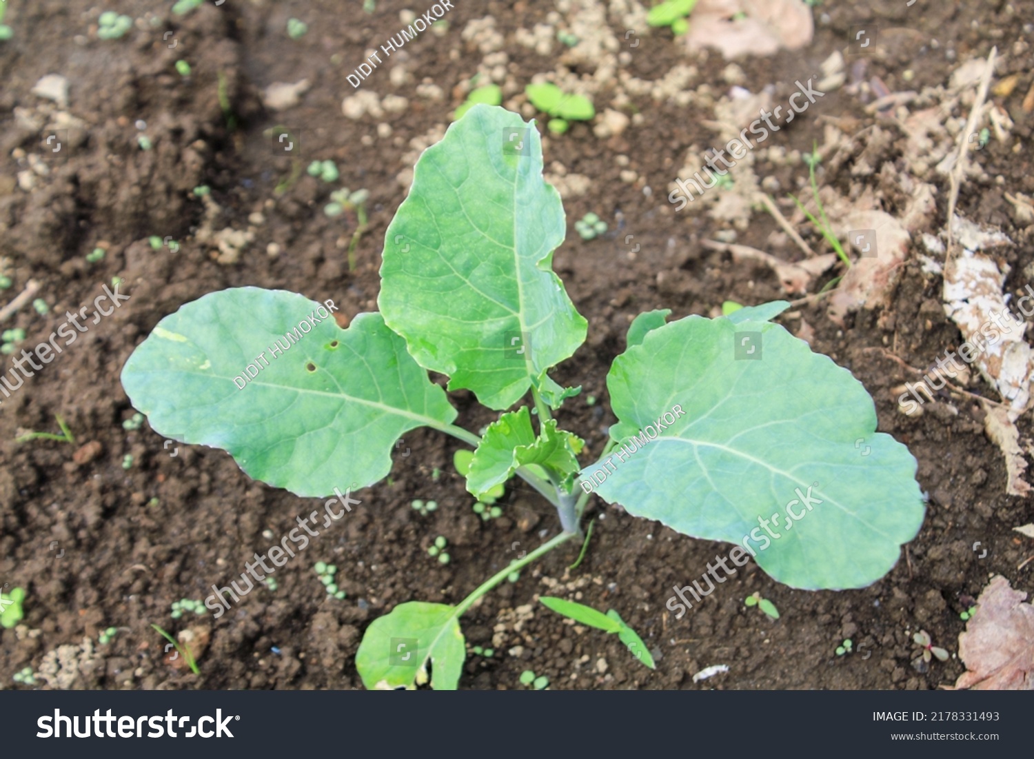 Young Cabbage Growing Process Cultivating On Stock Photo 2178331493