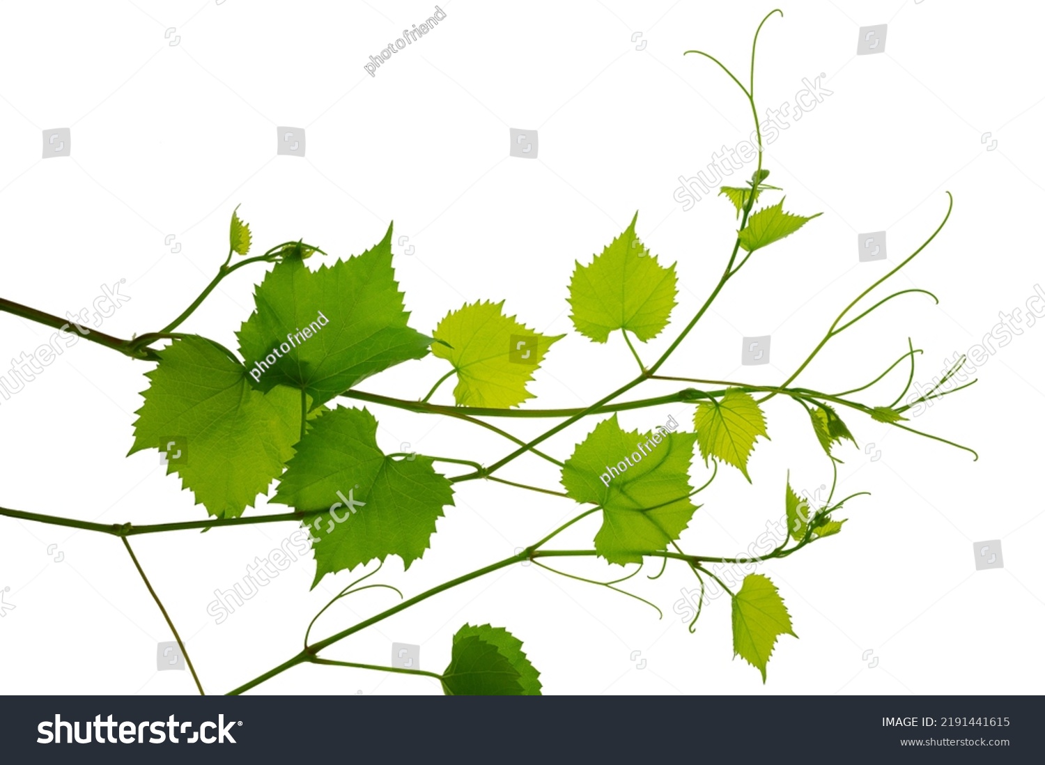 Fresh Green Grape Vine Branch Leaves Stock Photo 2191441615 Shutterstock