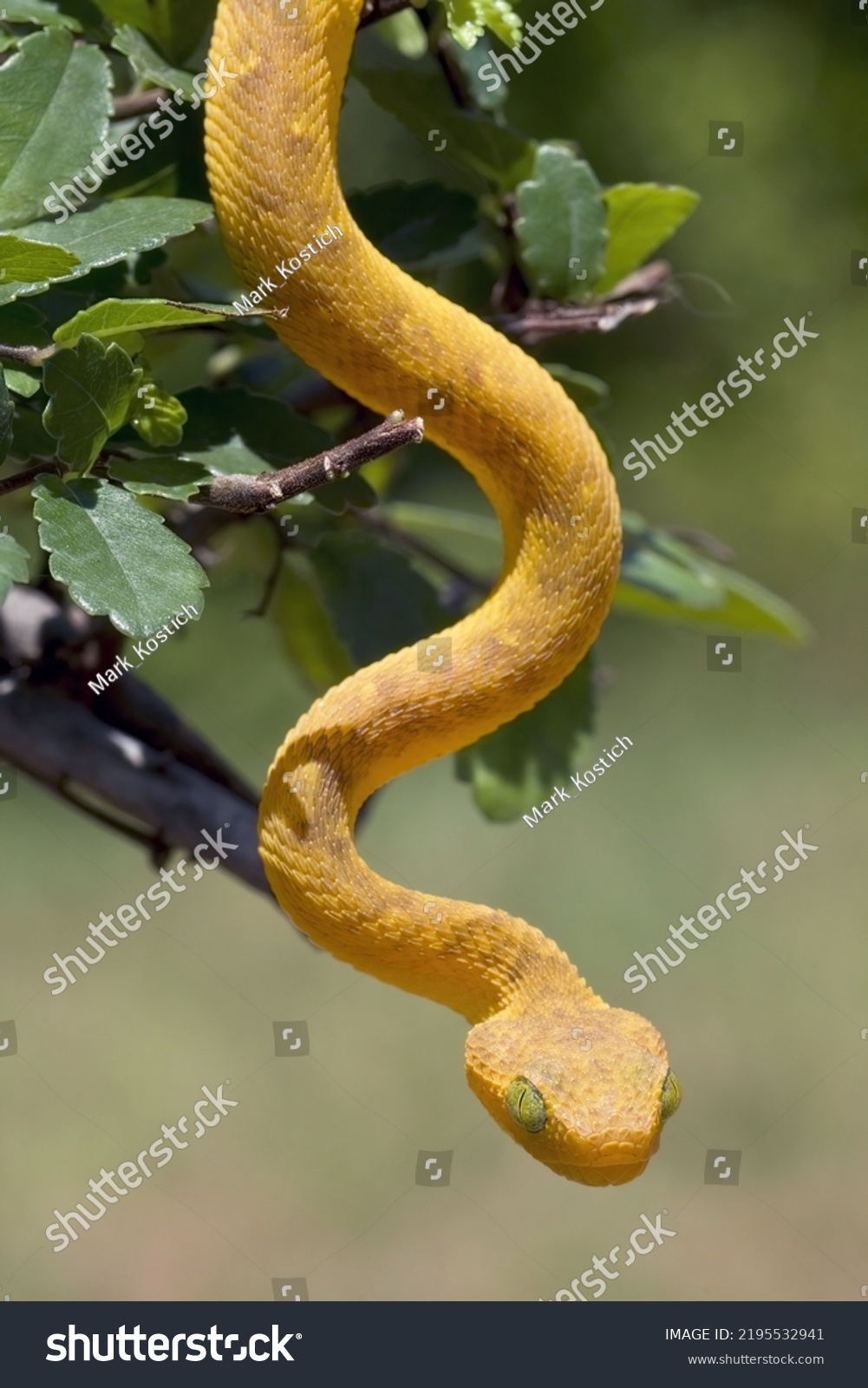 West African Tree Viper (atheris Chlorechis) On Branch Togo Tapestry by  Daniel Heuclin / Naturepl.com - Fine Art America