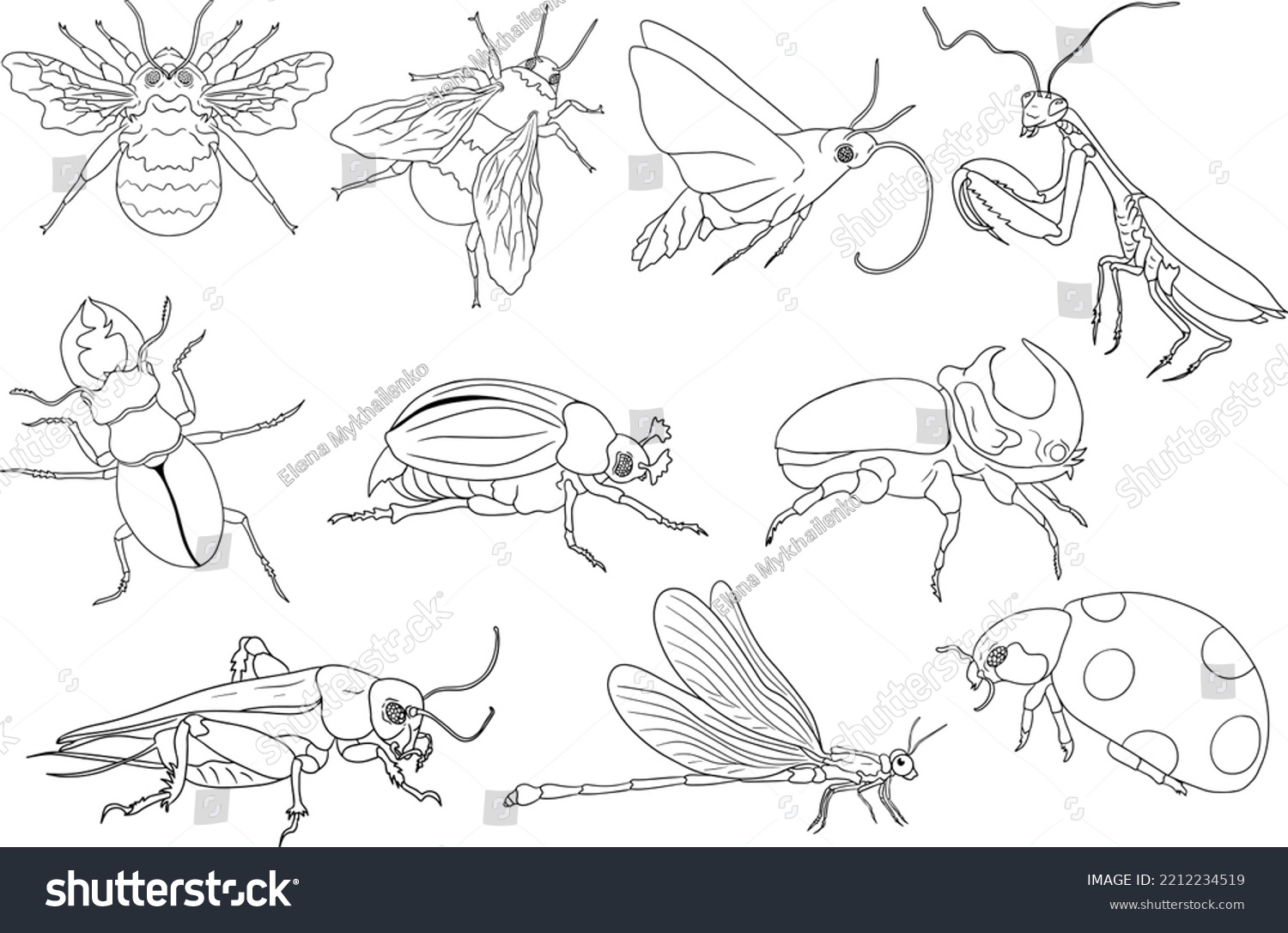 Realistic Bug Coloring Pages