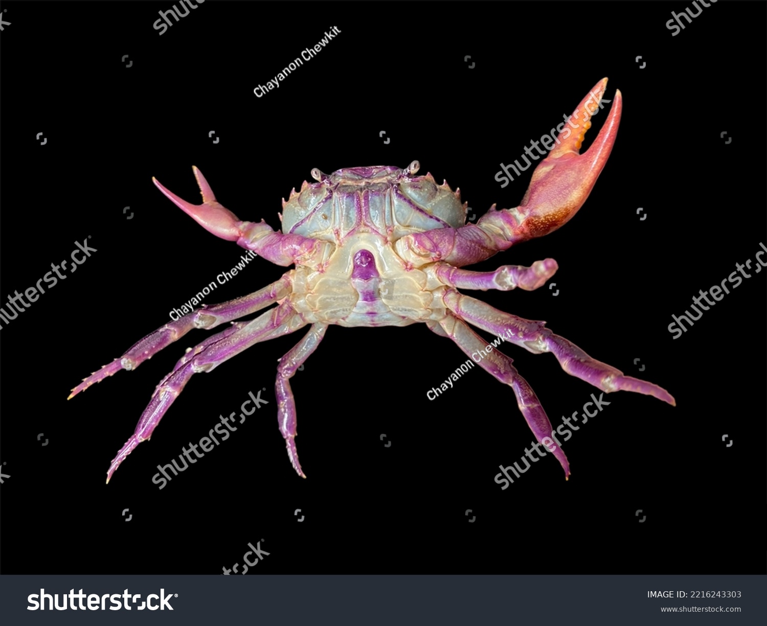 547 Devil crab 图片、库存照片和矢量图 Shutterstock