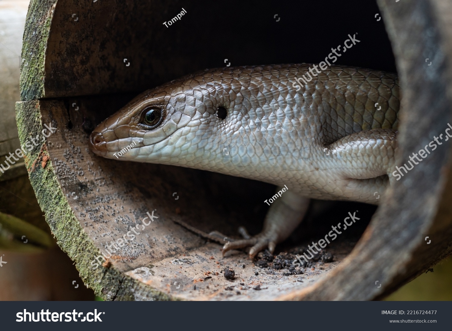 Garden Lizards One Most Common Types Stock Photo 2216724477 Shutterstock