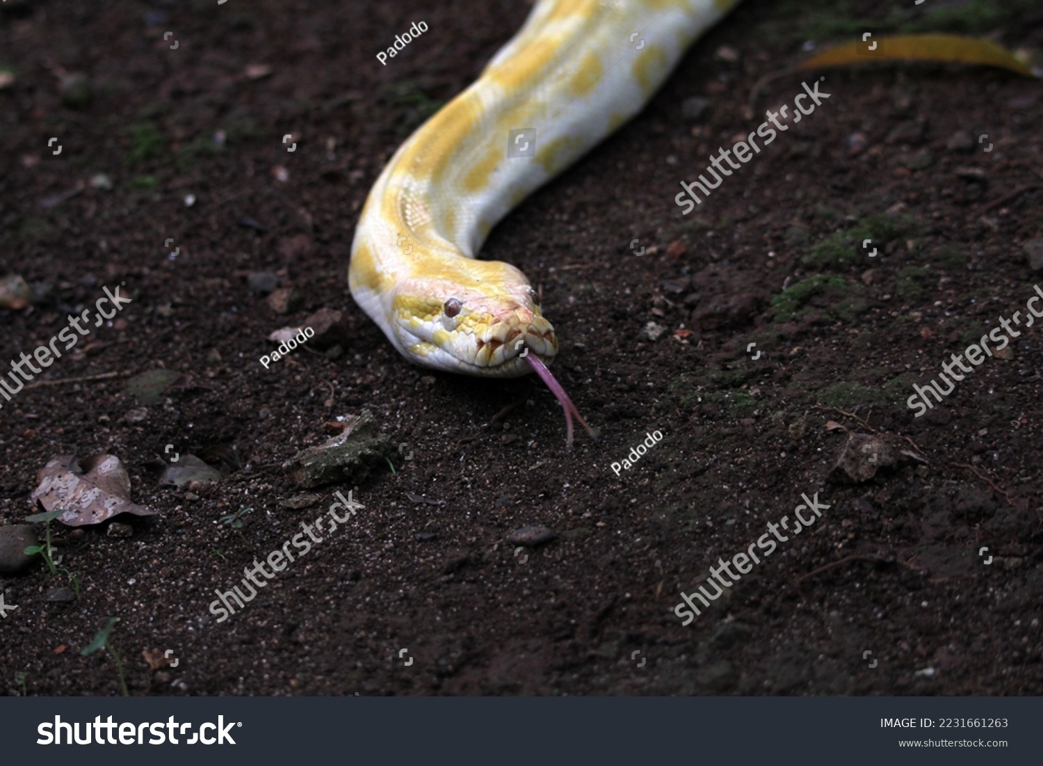 Burmese Python Southeast Asian Rock Python Stock Photo 2231661263 ...