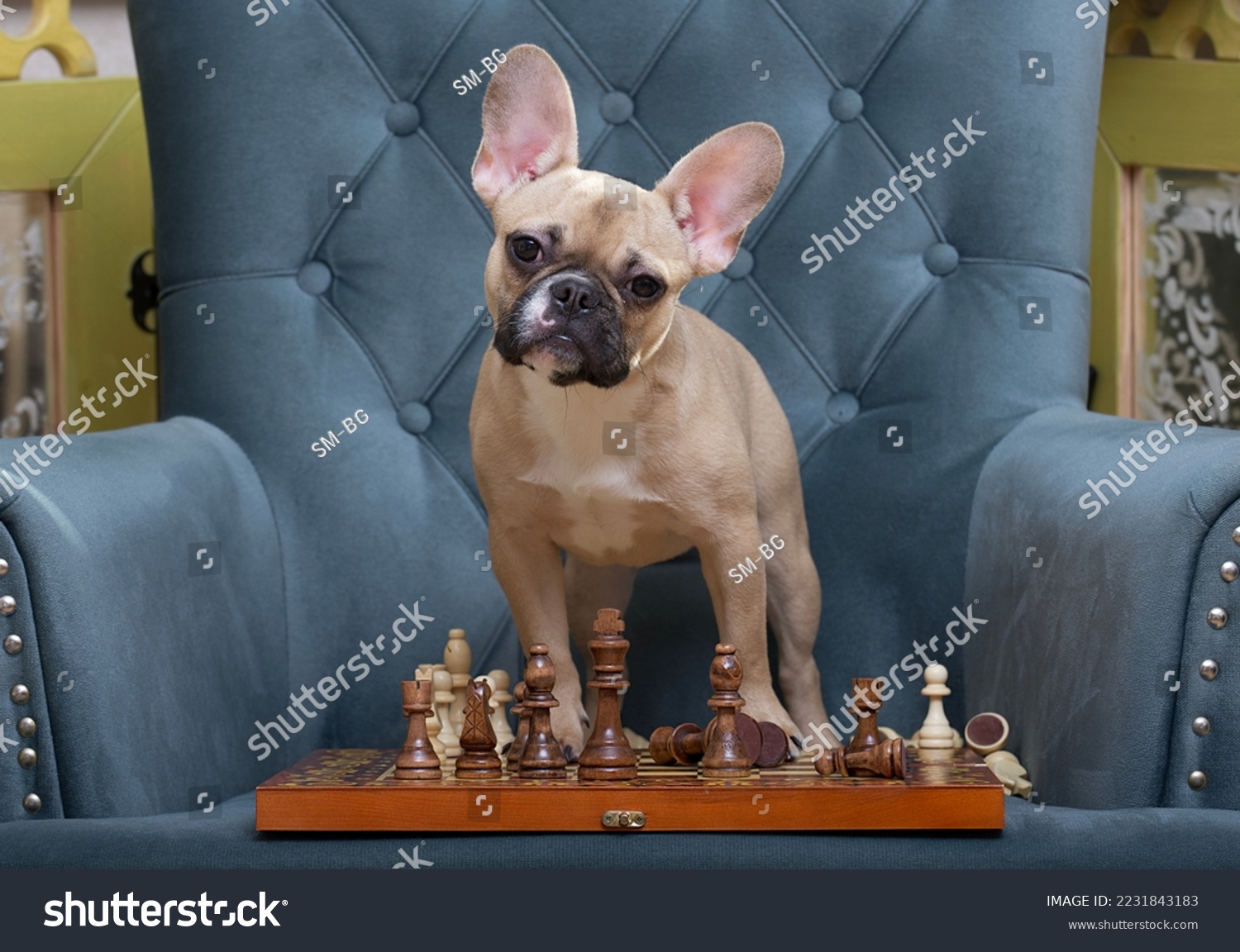 French Bulldog Chess Set