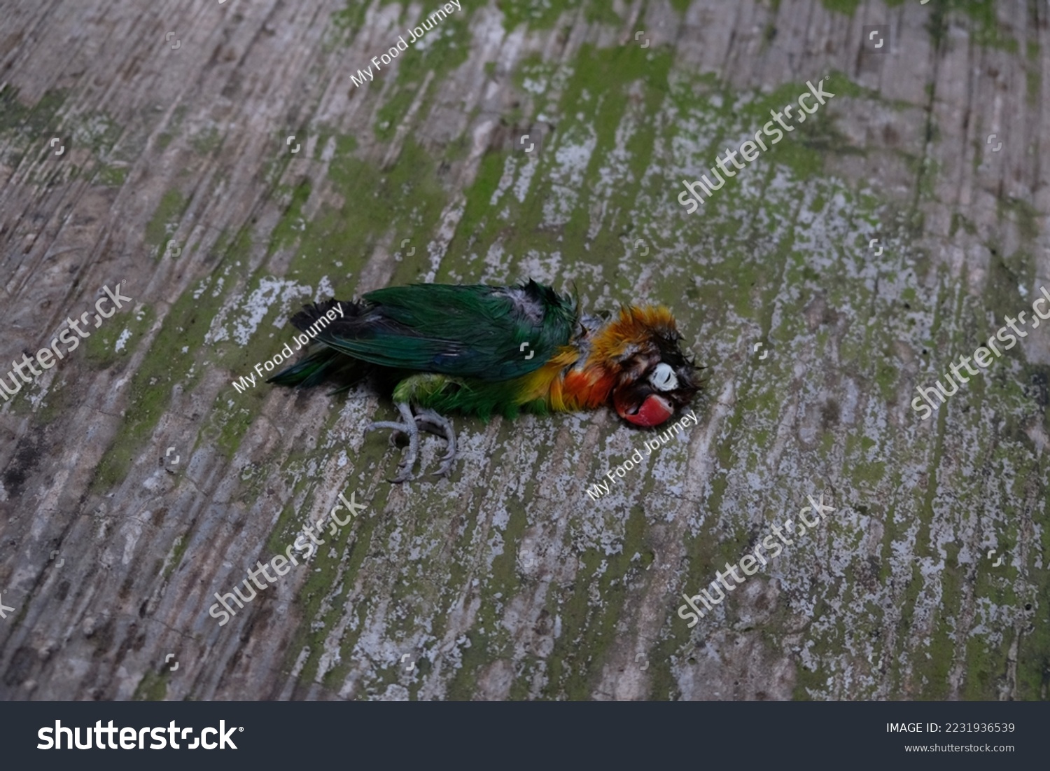 Lovebird That Flaps Wings Dies Because Stock Photo 2231936539