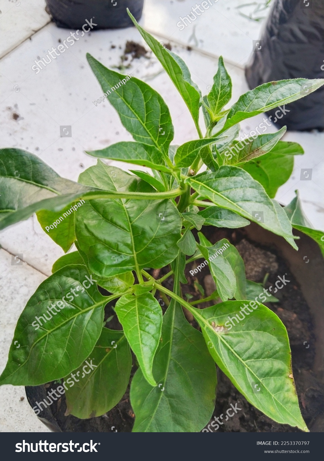 Cayenne Pepper Plants After Process Cutting Stock Photo 2253370797