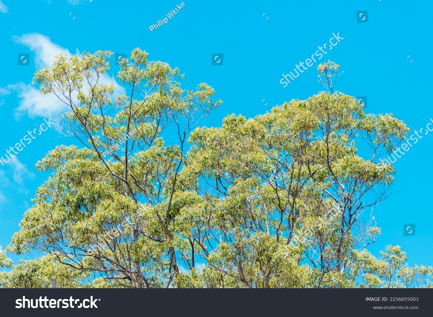 Photograph Branches Leaves Top Tall Gum Stock Photo 2256655003 Shutterstock