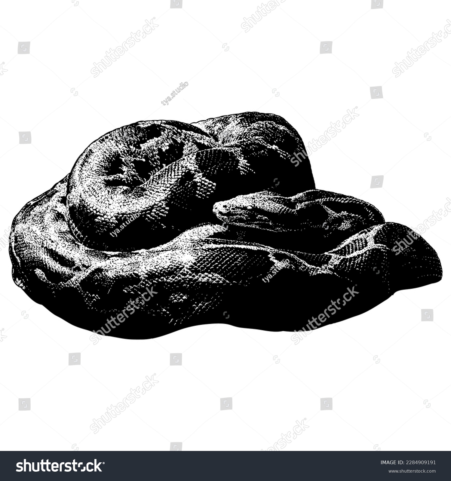 Indian Python Hand Drawing Vector Isolated: เวกเตอร์สต็อก (ปลอดค่า ...