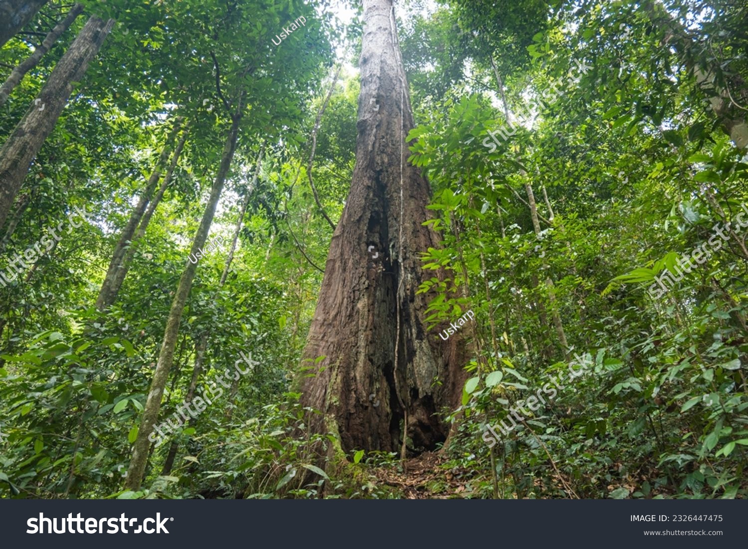 Stream flowing through lush tropical rainforest, Kubah National