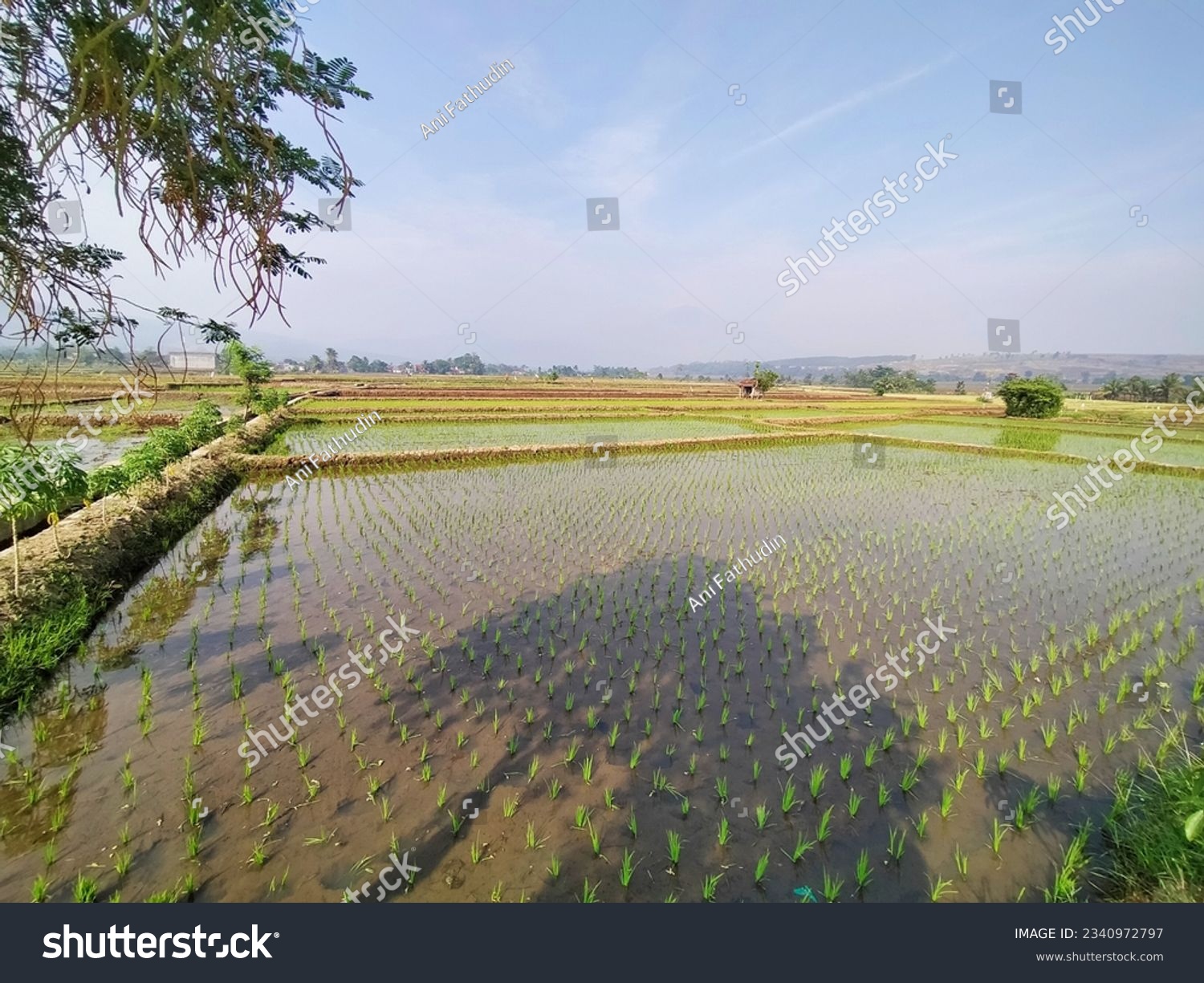 6,867 Nature Sawah Images, Stock Photos & Vectors | Shutterstock