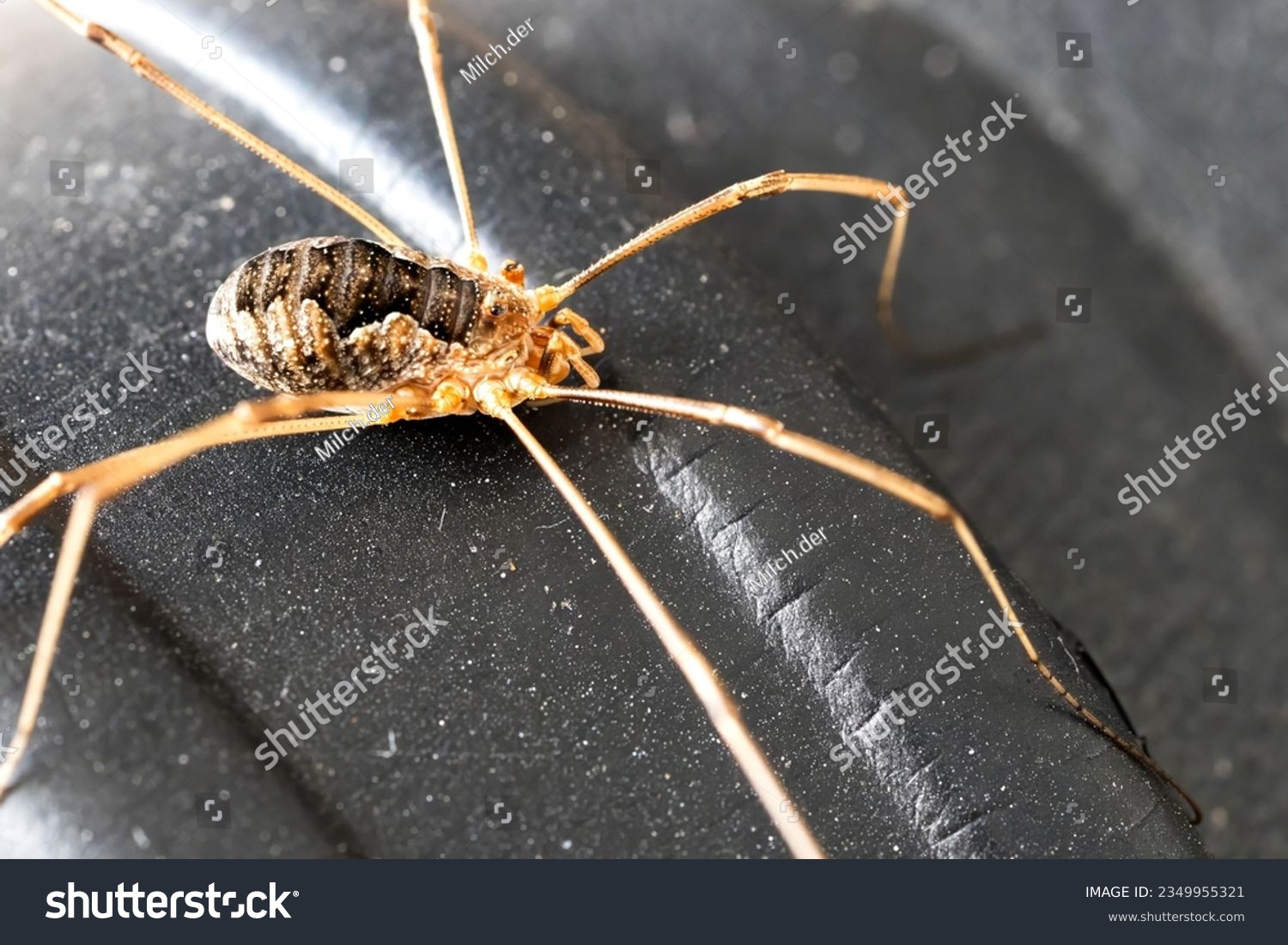 HARVESTMAN or DADDY-LONG-LEGS Order Opiliones Stock Photo - Alamy