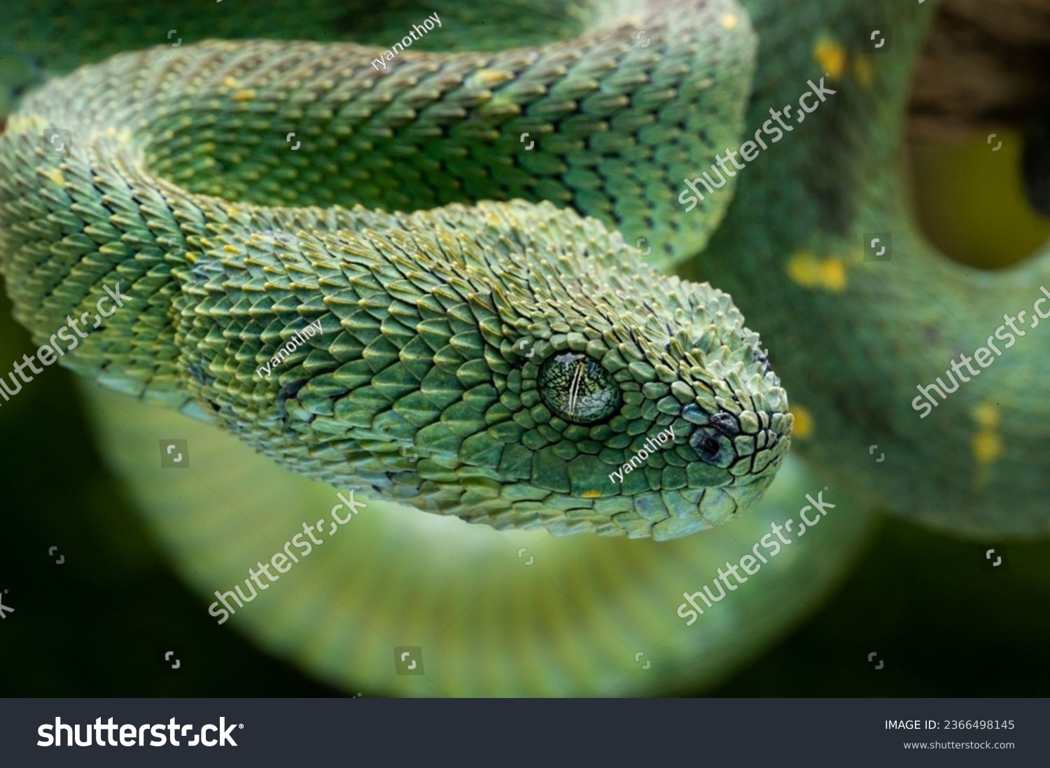 Stock photo of West African tree viper (Atheris chlorechis) portrait, Togo.  Controlled. Available for sale on