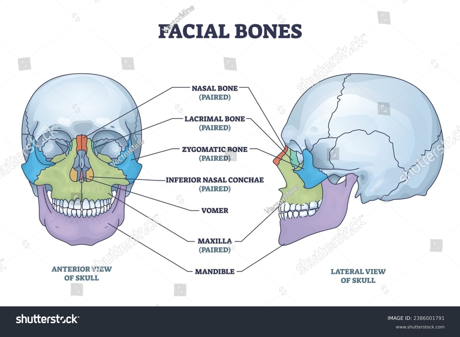 1,884 Zygomatic Bone Images, Stock Photos, 3D objects, & Vectors