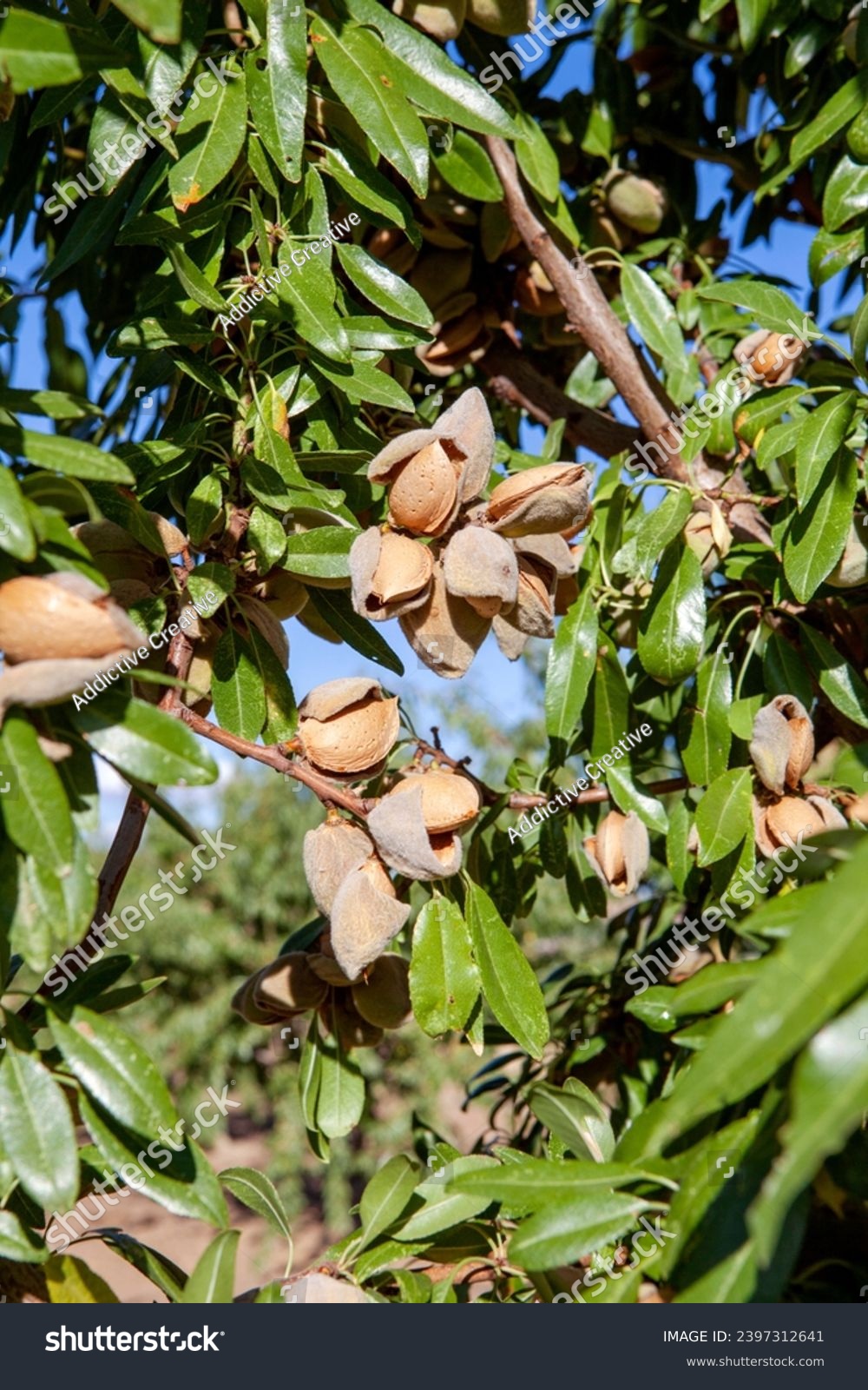 Below Almond Nuts Encased Their Open Stock Photo 2397312641 | Shutterstock