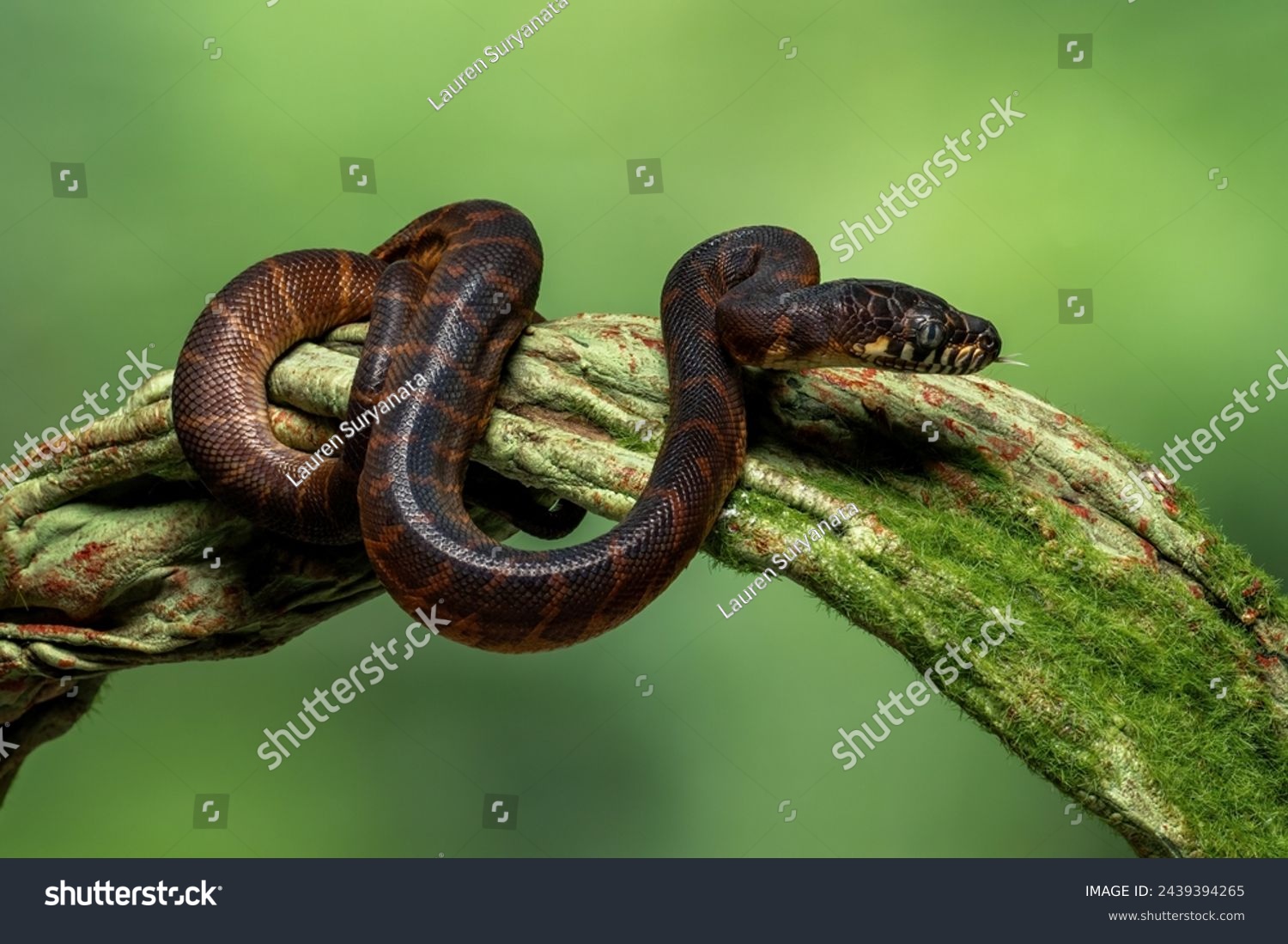 Shaxsiy toplamdan onlayn jinsiy aloqa Rus seks ayol onlayn