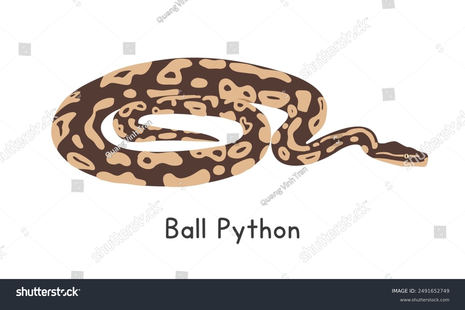Ball Python Royal Python Vector Illustration Stock Vector (Royalty Free ...